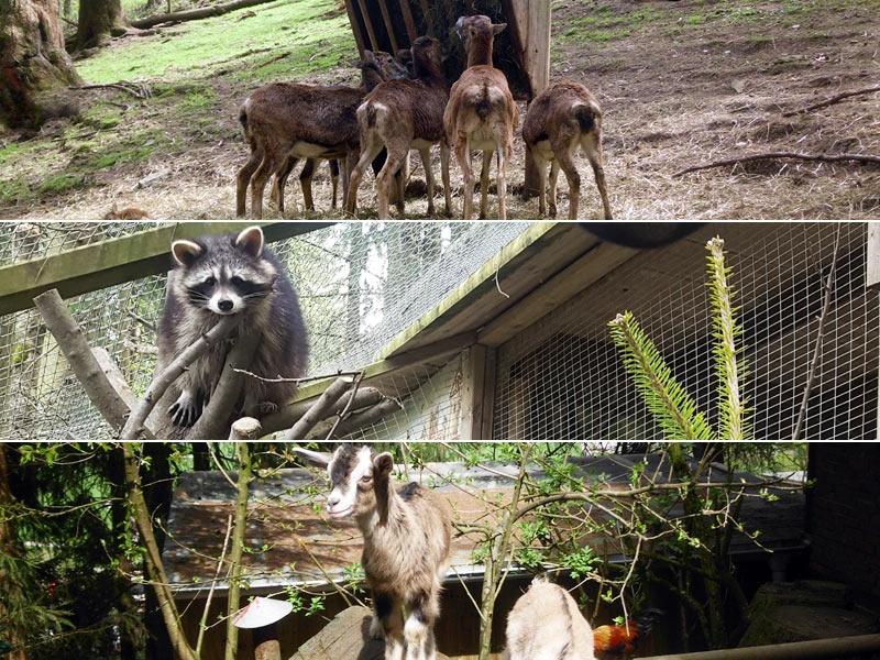 Wildgehege Wildpark Willingen